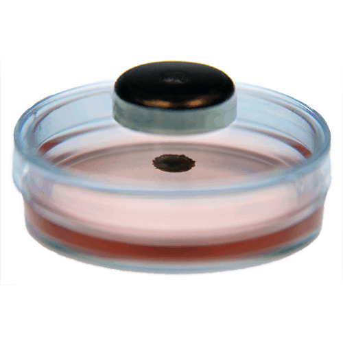 Plug Style Caps for Urine Centrifuge tubes